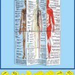 Human Body Cube